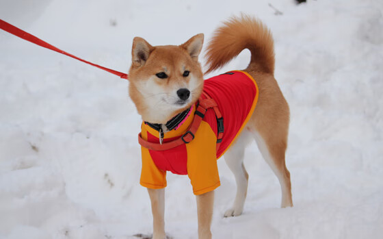 随机法甲精彩瞬间，专家分析战术布置对于比赛结果的决定作用，球赛战术分析