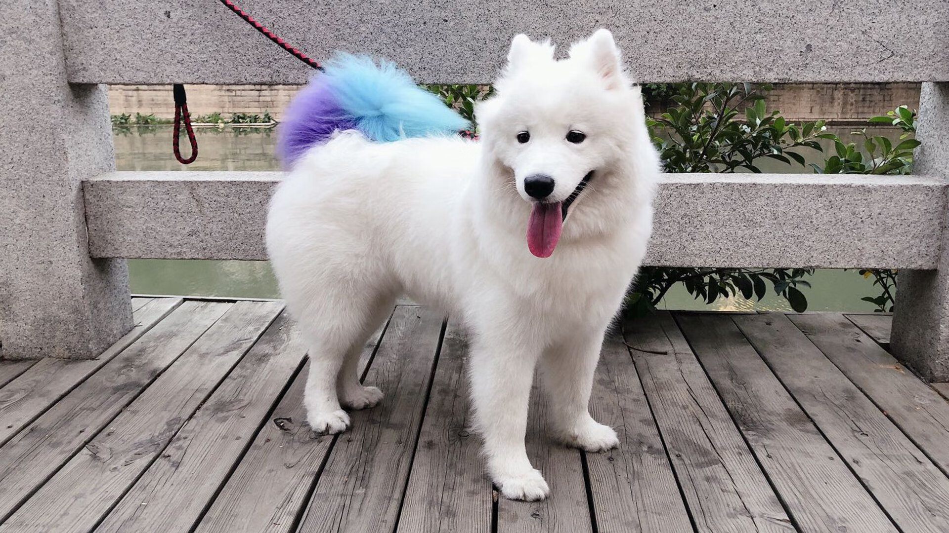 随机科比：五冠王的“英雄旅程”，永恒的榜样！，科比五冠王照片