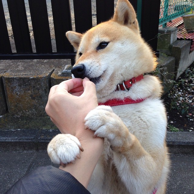 随机荷兰马术协会与欧洲马术协会签署合作协议，共同举办国际赛事。