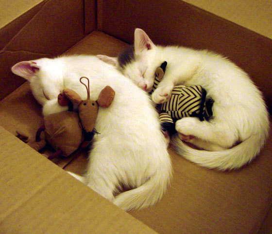 随机青少年“智慧青训”平台在天津正式应用，推动青训数字化革新，全国青少年智运会