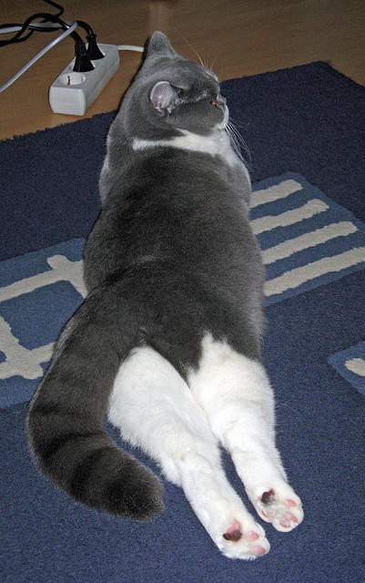 随机CBA球队青年球员培养，cba球队青年球员培养计划表