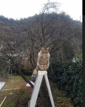 随机历史性足球赛事首次设立VAR实验赛区，足球var技术应用