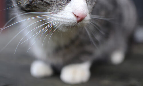 随机富勒姆年轻球员冒尖，白百合未来值得期待，富勒姆引援