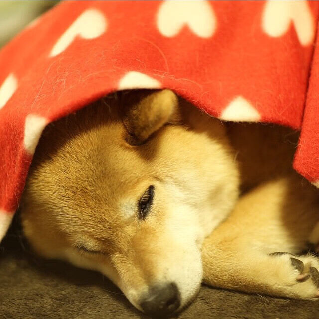 开云体育官方网入口-新晋选手一战成名，新晋选手一战成名是谁