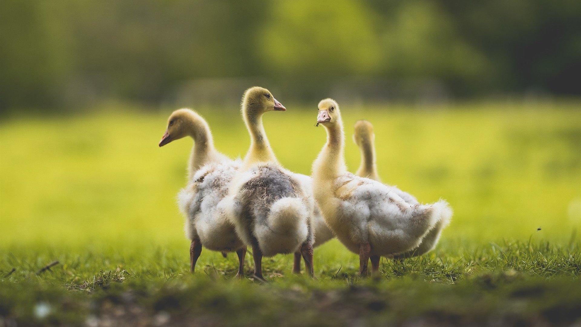 开云官网登录-观众们期待在足球比赛中看到哪些精彩瞬间？，看足球赛观众们的神态