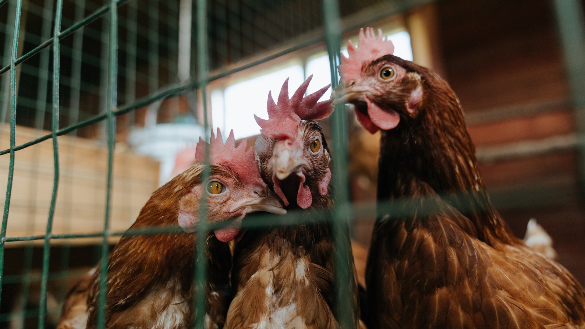 开云平台-阿尔阿赫利签约新外援，增强进攻实力，阿赫拉尔