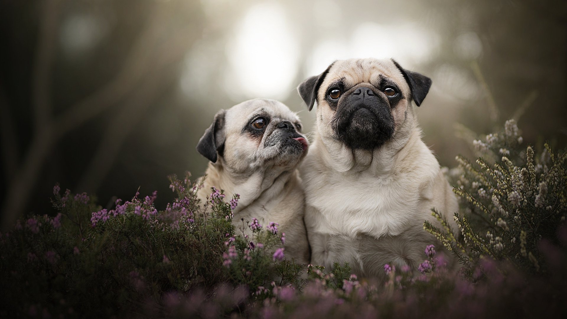 开云·体育官网APP下载-非洲篮球决胜战即将拉开帷幕，强队双线作战，非洲篮球冠军联赛