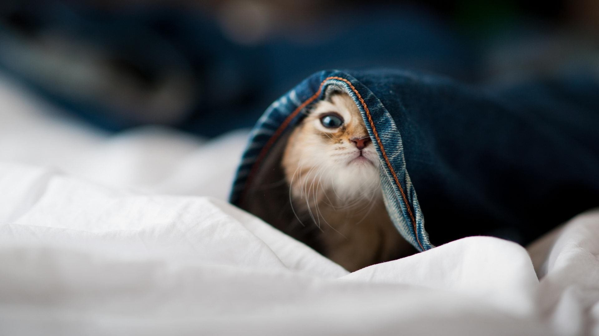 开云体育视频直播-NBA球队防守体系优化研究,nba防守能力