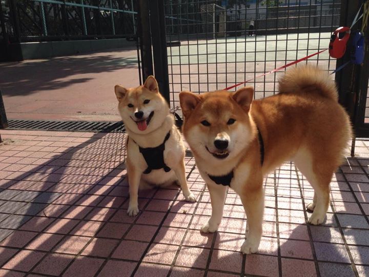 kaiyun.com-体育赛事影响评估模型在小城市中的应用分析，体育赛事的评估报告