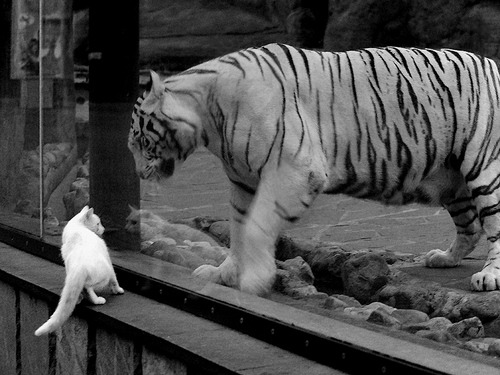 开云网页版登录入口-“汤姆·佩顿短泳突破领先，英国泳坛新传奇？”