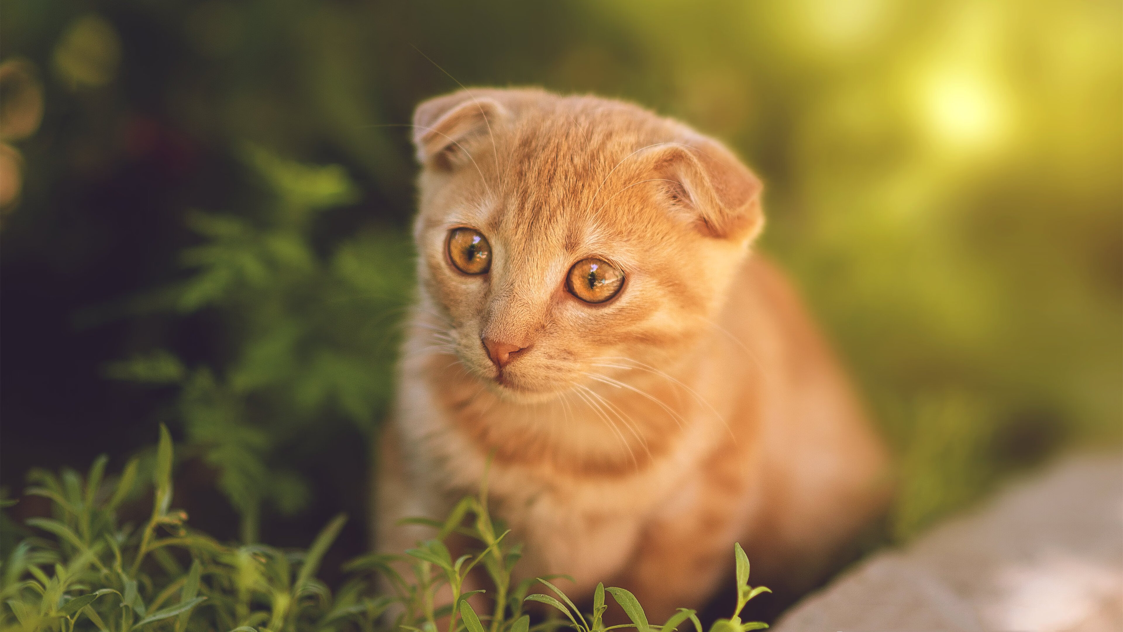 开云官网在线-世界杯精彩赛事：激情、荣耀、奇迹！，世界杯激动人心时刻