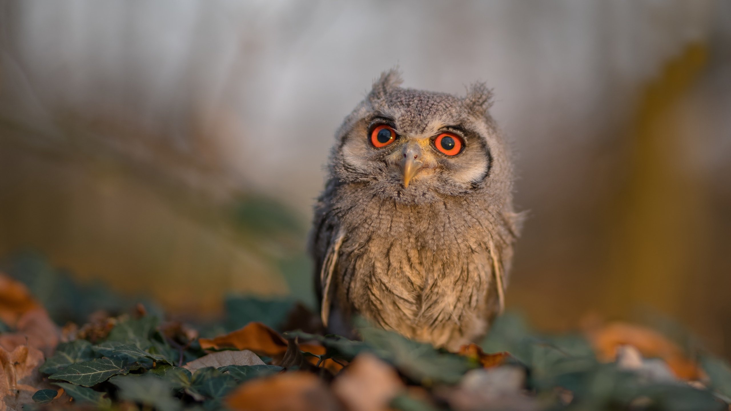 开云中国-普劳德感慨：热爱让我坚持至今