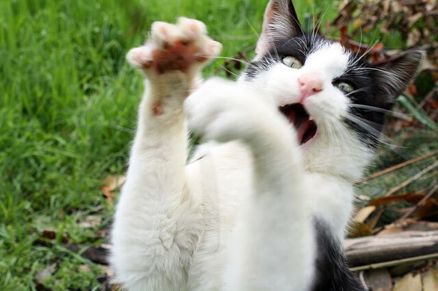 Kaiyun官方登录入口-英超极限比拼：攻势连连，谁是冠军？，英超超级球星