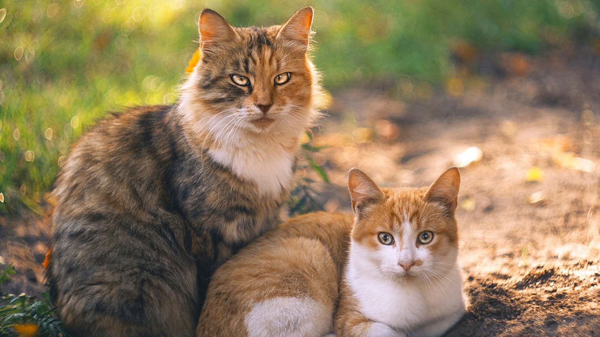 开云中国-马拉松城市品牌影响力排行榜出炉，马拉松知名赛事